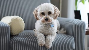 Hunde erlaubt? Paarberatung Eheberatung Praxis Linz